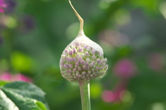 蕾