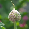 蕾