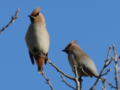 野鳥観察日記　キレンジャク