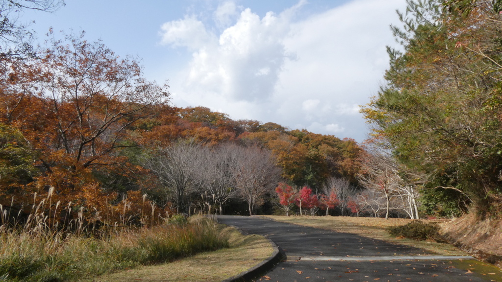 秋空と紅葉