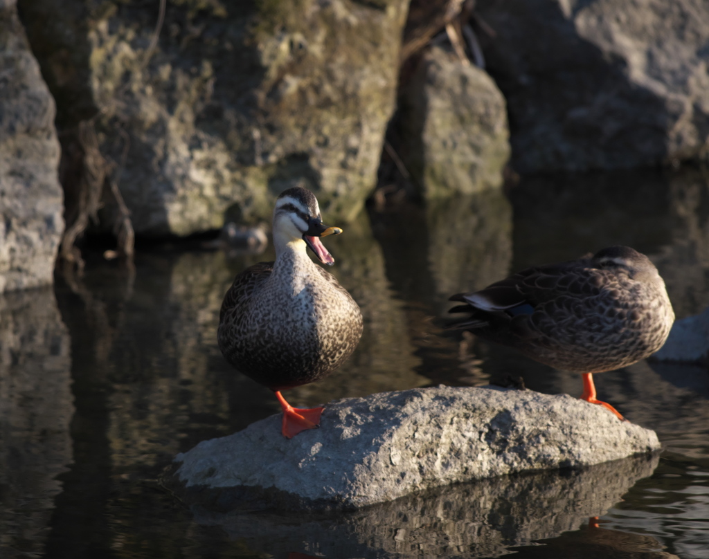 野鳥観察日記　カルガモ
