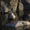 野鳥観察日記　カルガモ