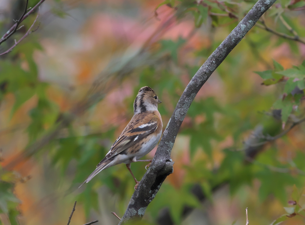 野鳥観察日記　アトリさん＾＾