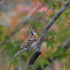 野鳥観察日記　アトリさん＾＾