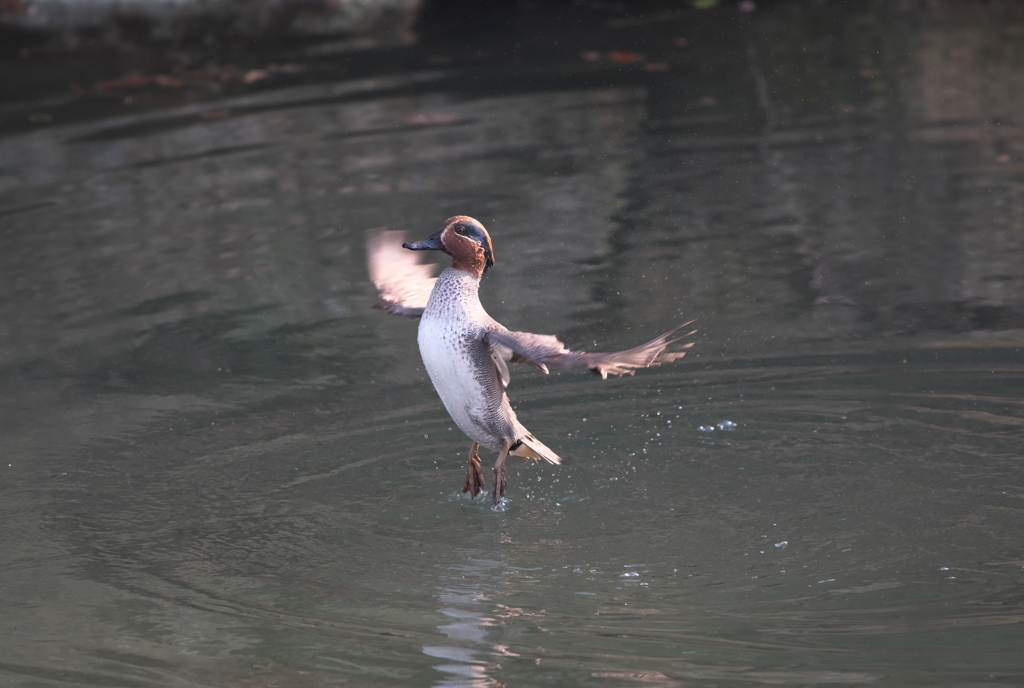 野鳥観察日記　カモ