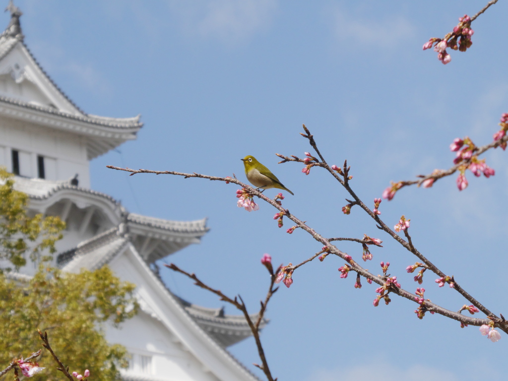 散歩日和　姫路城にて