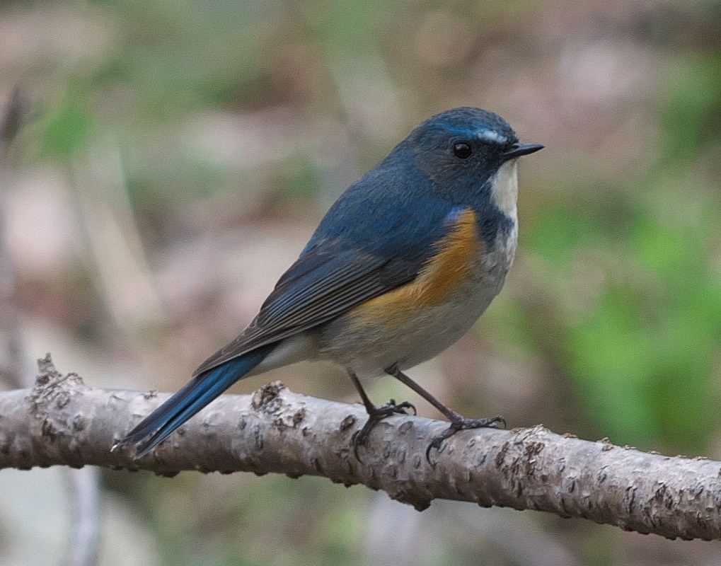 野鳥観察日記　ルリビタキ