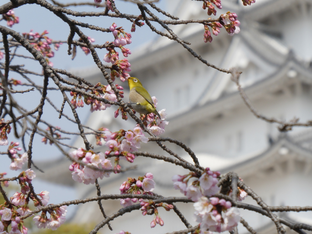 春の情景　姫路城にて