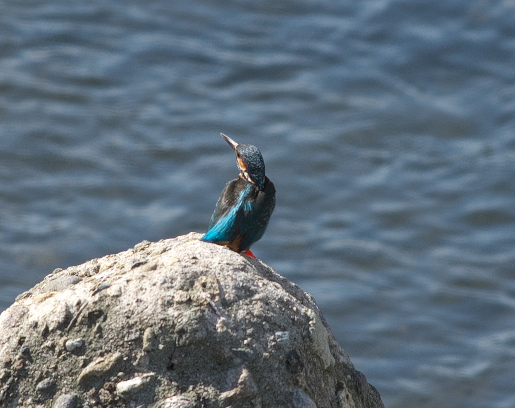 野鳥観察日記　カワセミ