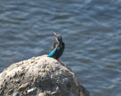 野鳥観察日記　カワセミ