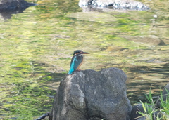 野鳥観察日記　カワセミ君