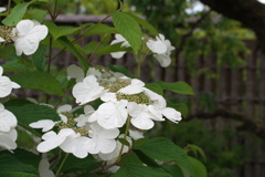紫陽花