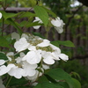 紫陽花