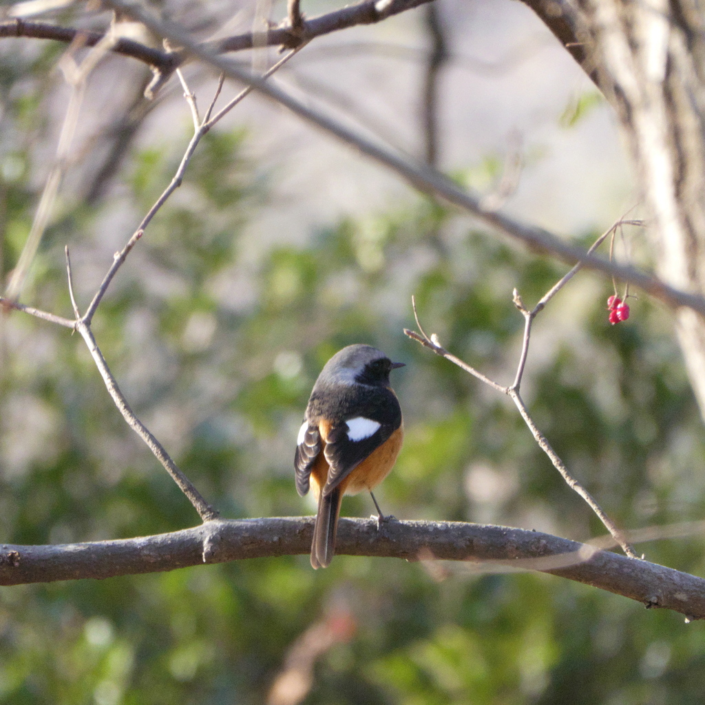 野鳥観察日記　ジョウビタキ♂