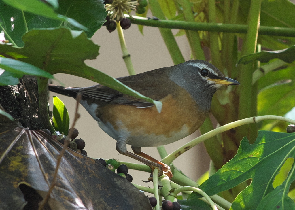 野鳥観察日記　マミチャジナイ