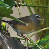 野鳥観察日記　マミチャジナイ