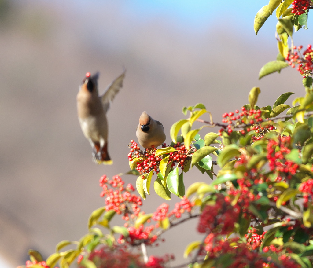 野鳥観察日記　キレンジャク