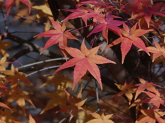 冬至に輝く紅葉