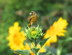 野鳥観察日記