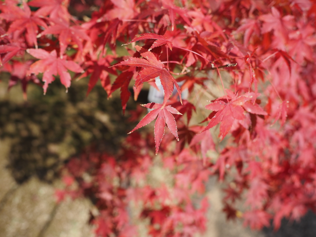 好古園　紅葉