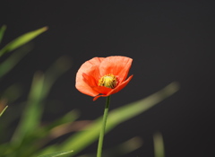 ひなげしの花