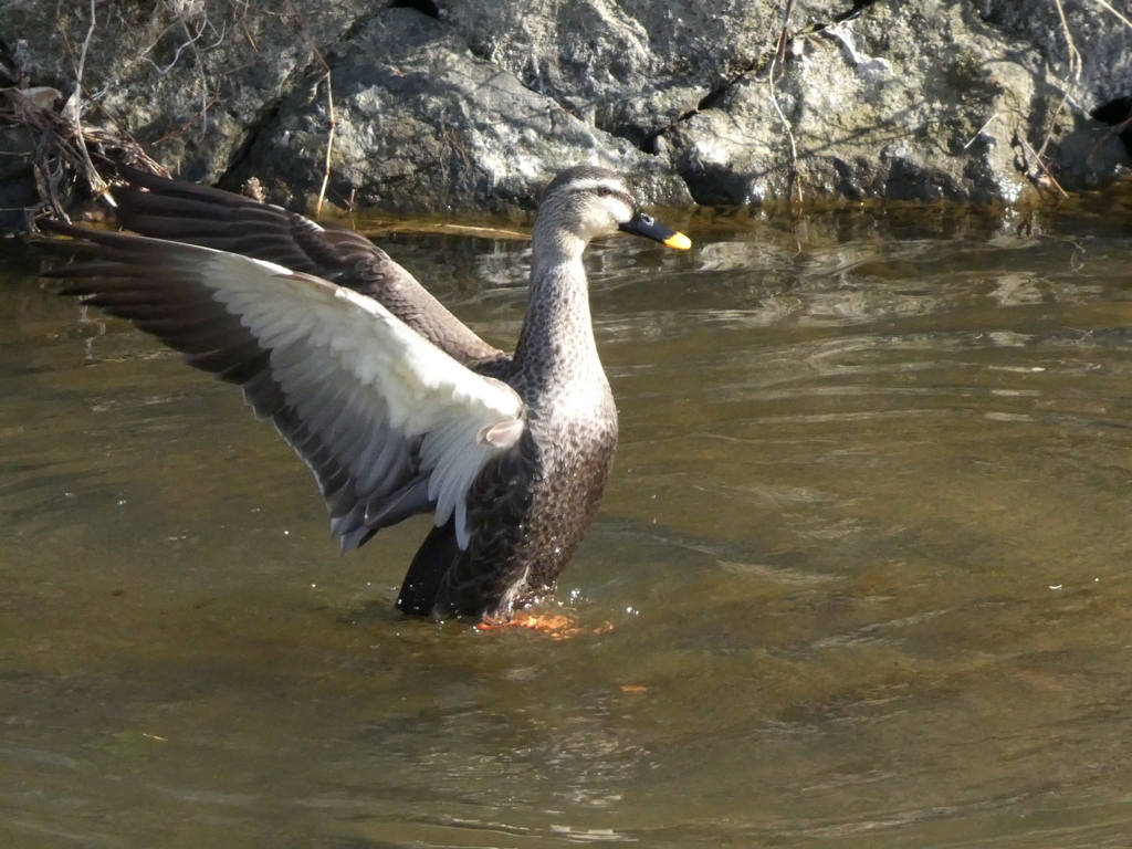 野鳥観察日記　カルガモ