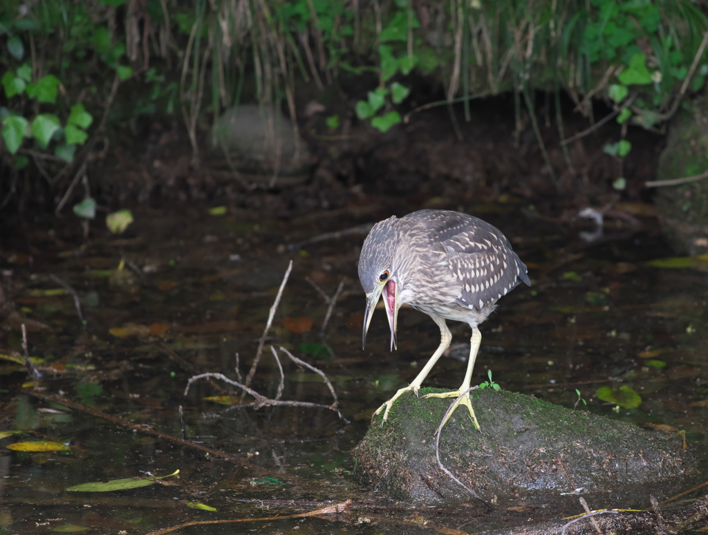 野鳥観察日記　ゴイサギ