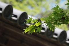 木漏れ日
