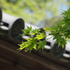 木漏れ日