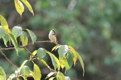 野鳥散策日記　 エナガ