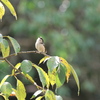 野鳥散策日記　 エナガ