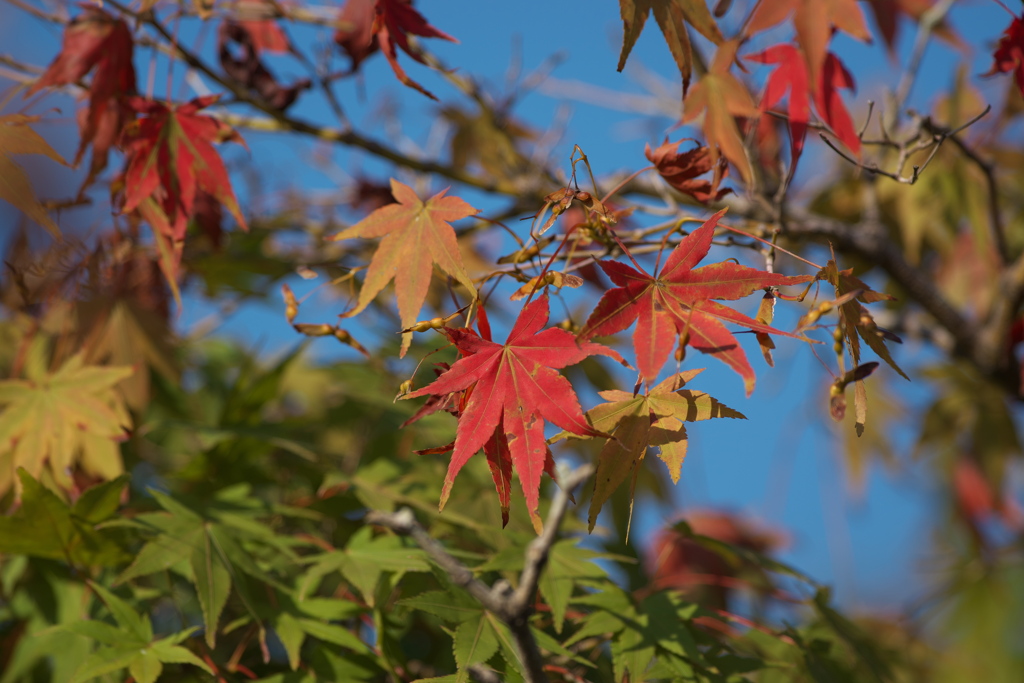 姫路城　千姫の小径　紅葉