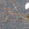 野鳥観察日記　カワセミ
