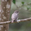 野鳥観察日記　コサメビタキ