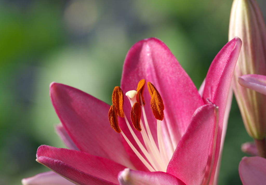 癒しの花