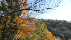 晩秋の森と青空