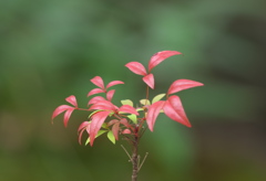好古園　散策日記