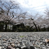 姫路神社　桜　　散策