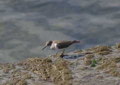 野鳥観察日記　イソシギ