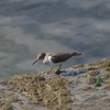 野鳥観察日記　イソシギ
