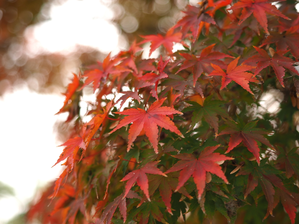 好古園　　紅葉