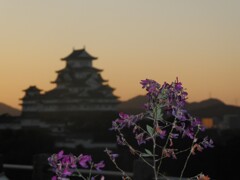 ミヤギノハギ　夜明けの姫路城を背景に＾＾