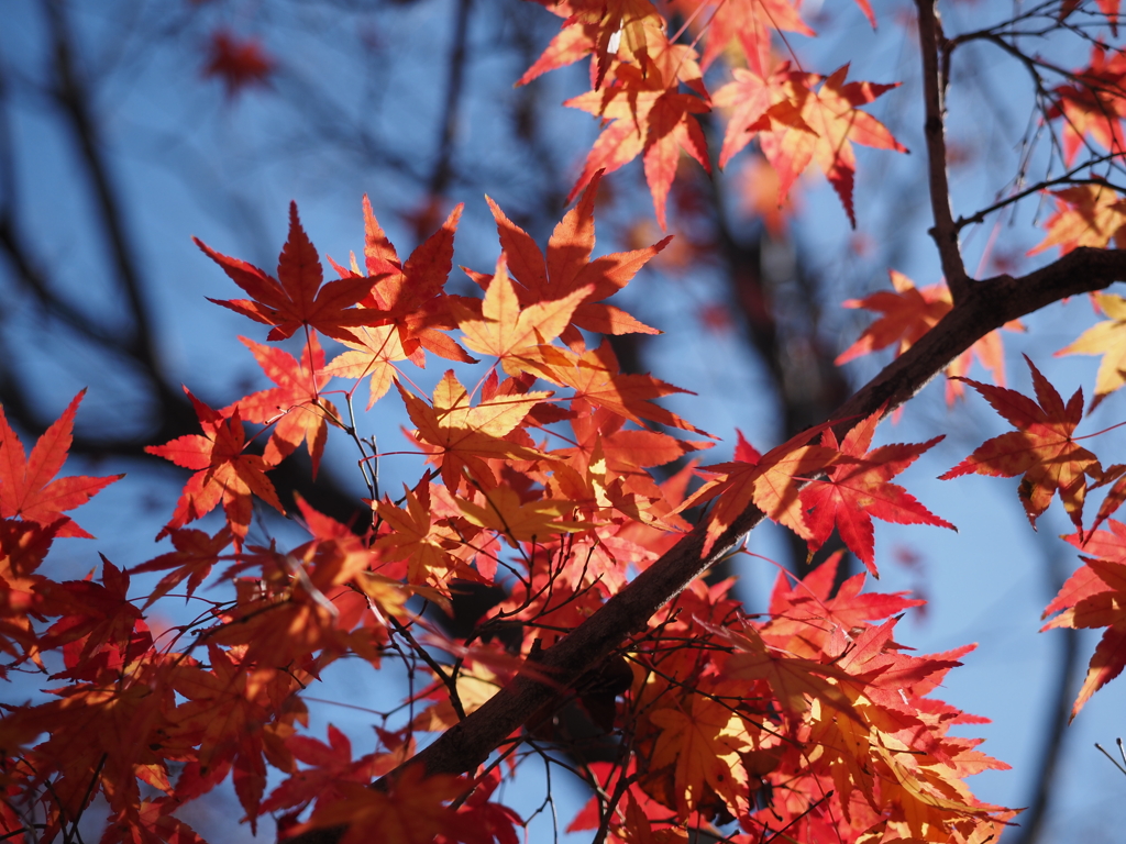 好古園　紅葉