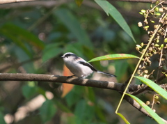野鳥観察日記　エナガ