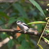 野鳥観察日記　エナガ