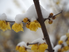 蝋梅　雪景色　２