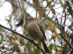 野鳥観察日記　ジョウビタキ　♀