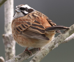 野鳥観察日記　ホオジロ