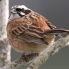 野鳥観察日記　ホオジロ