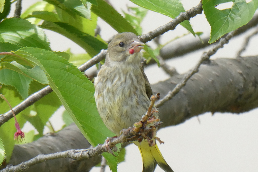 夢前川　散策　カワラヒワ